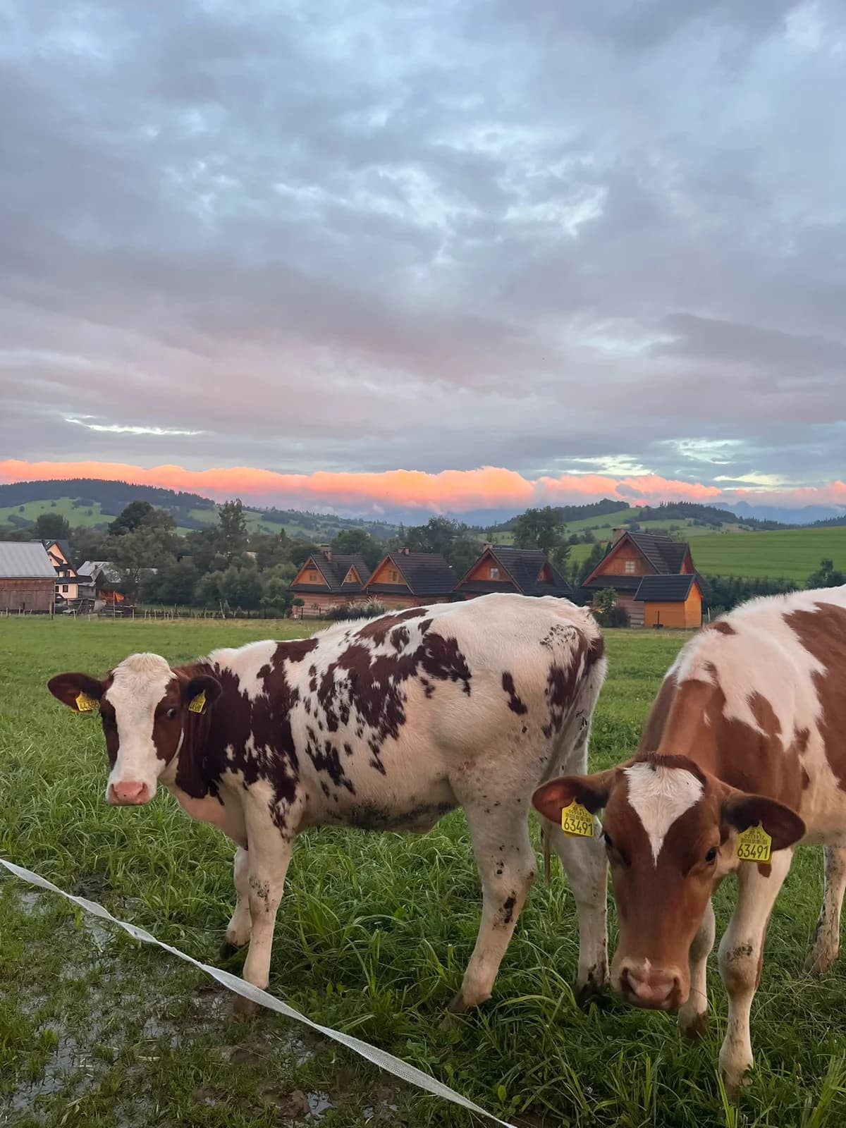 Coucher de soleil sur les chalets de Ciche, avec des vaches au premier plan