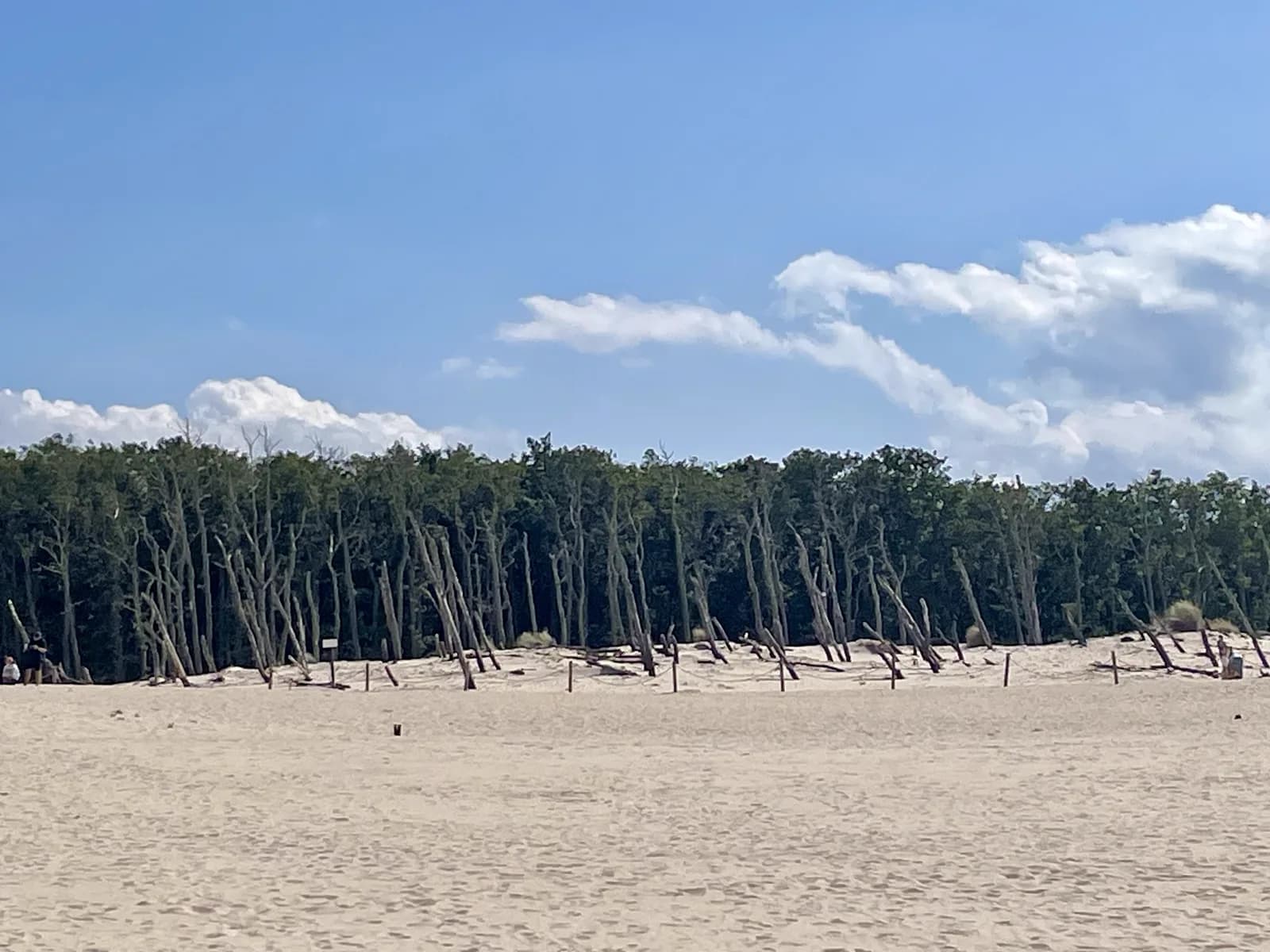 La forêt engloutie par le sable, en lisière de la dune mouvante