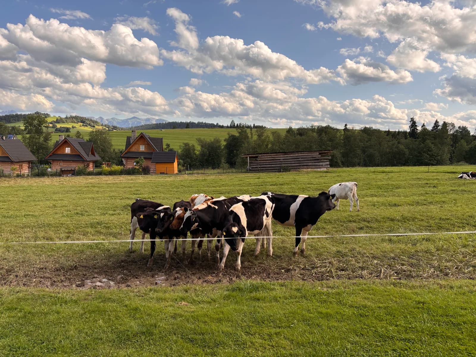Un troupeau de vaches devant les chalets en bois de Ciche, en pleine prairie